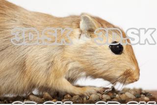 Gerbil - Meriones meridionus 0029